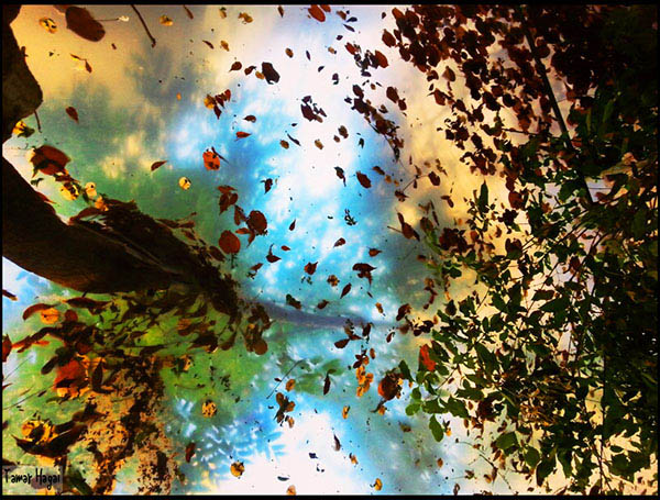 Tamar_Hagai_-_Falling_Leaves